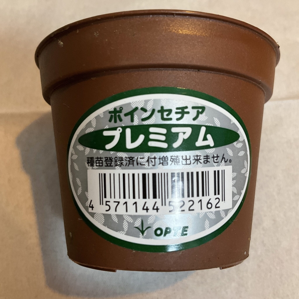 ポインセチアのポッド